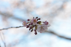 瀬戸に春来たる　➁。。。！