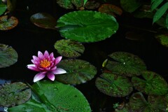 漆黒に咲く華　①。。。！