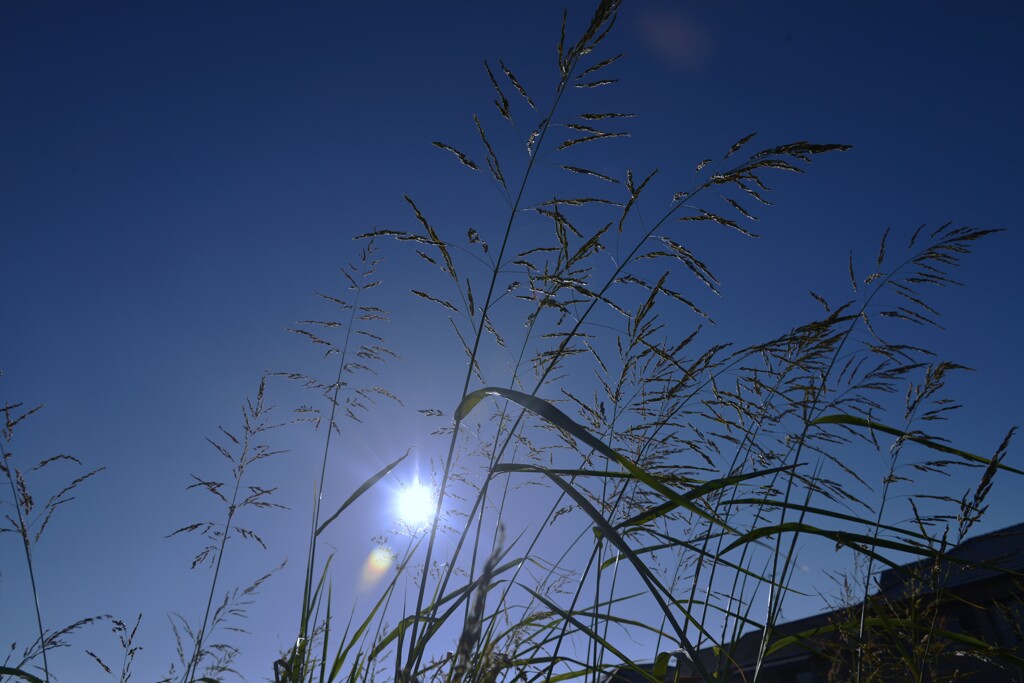 夏の太陽。。。！