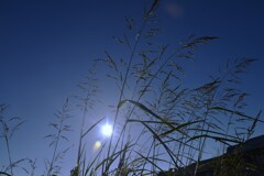 夏の太陽。。。！