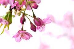 春一番．．寒桜　①。。。！