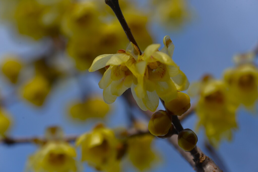 蠟梅が咲く　➂。。。！