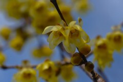 蠟梅が咲く　➂。。。！