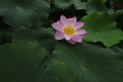 水面のバレリーナ　①　。。。！