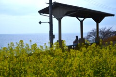 下灘駅と菜の花　➂。。。！