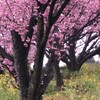 雨にも負けず　⑥。。。！