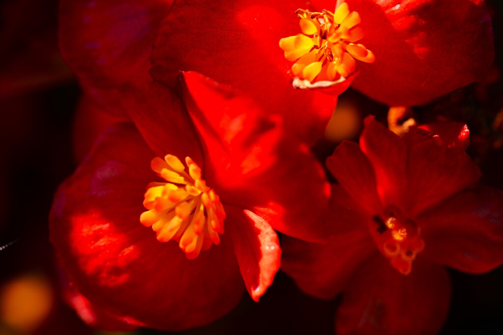 むせかえる夏の匂い　②。。。！