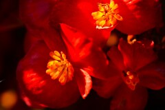 むせかえる夏の匂い　②。。。！