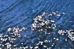 哀しみの湖面　②。。。！