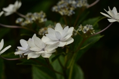 紫陽花　③。。。！