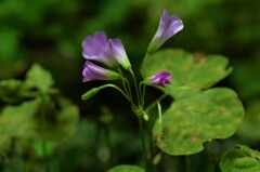 さみだれの花たち　①。。。！