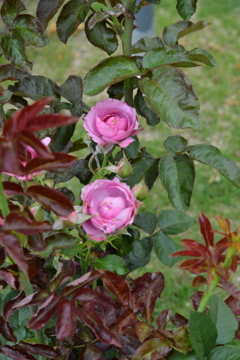 福山バラ公園　②。。。！