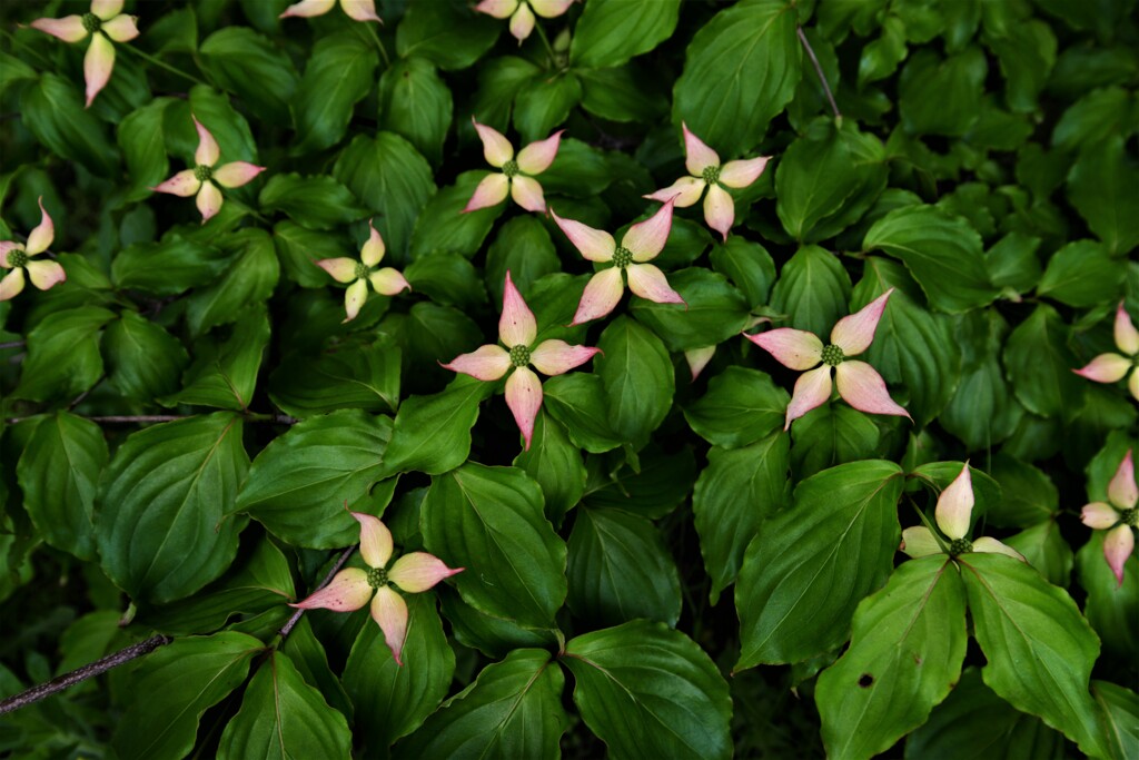 お星さま。。。！