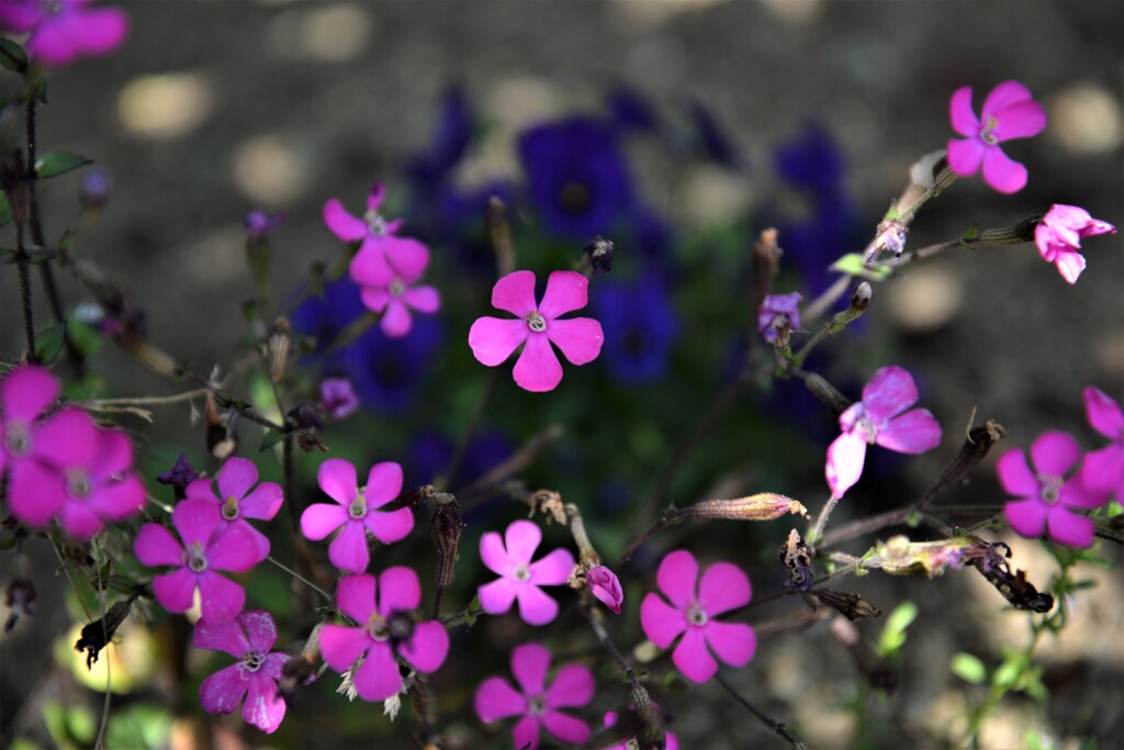 小さな公園の花たち　③。。。！