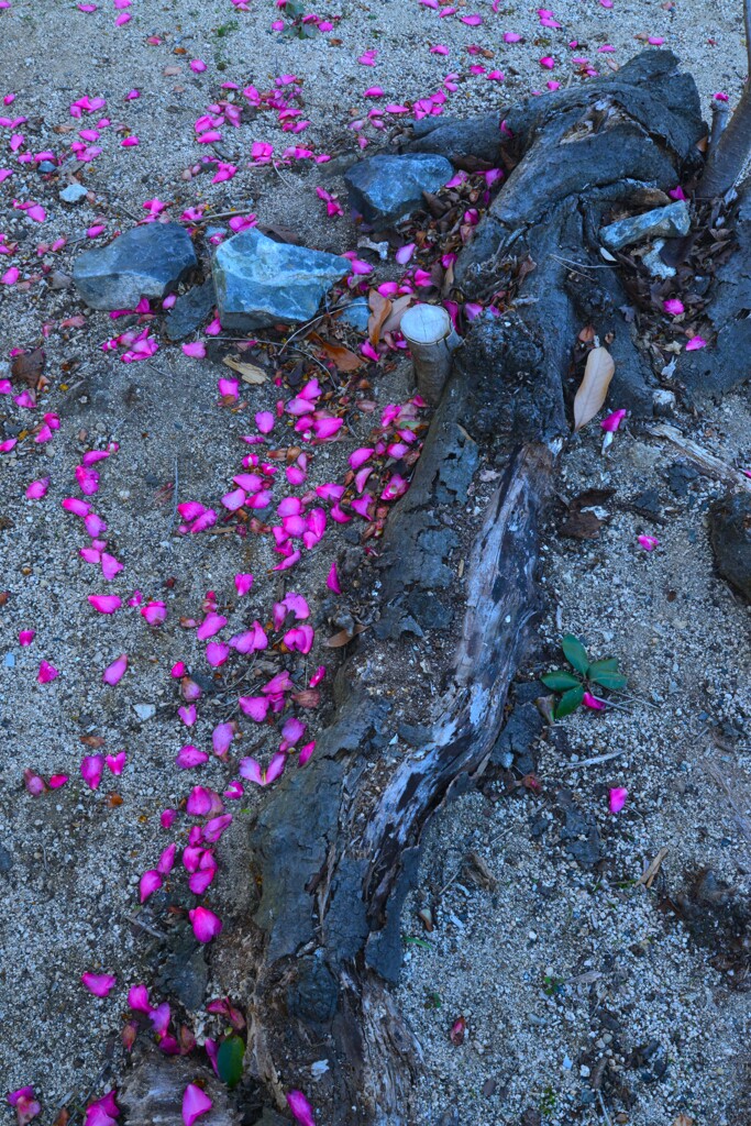 島に咲き　島に散る　➁。。。！