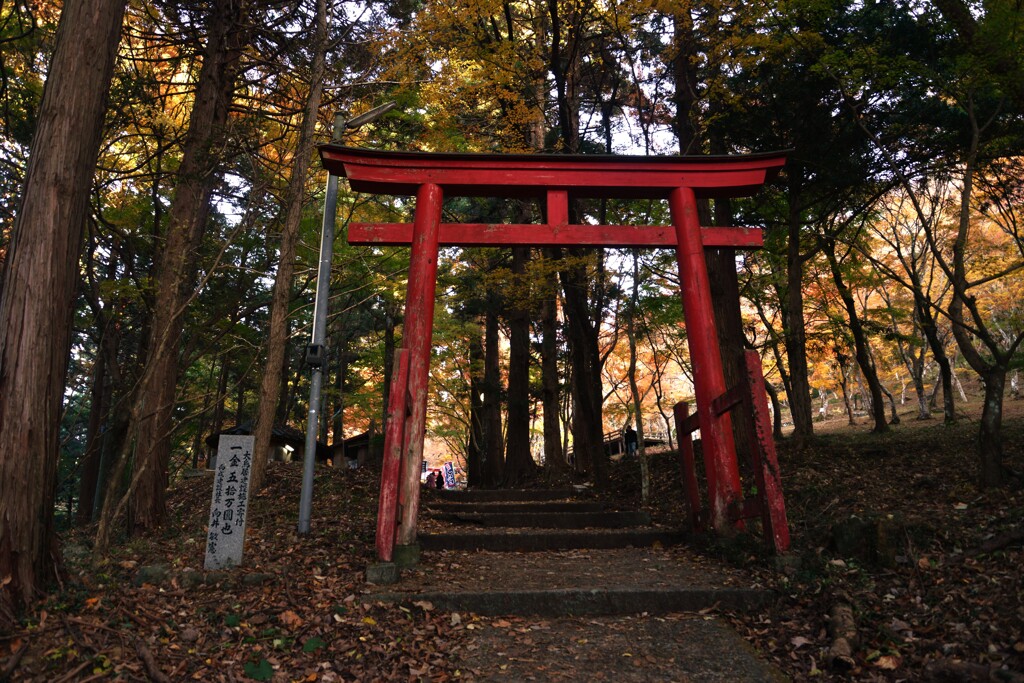 晩秋の迷宮への招待　①。。。！