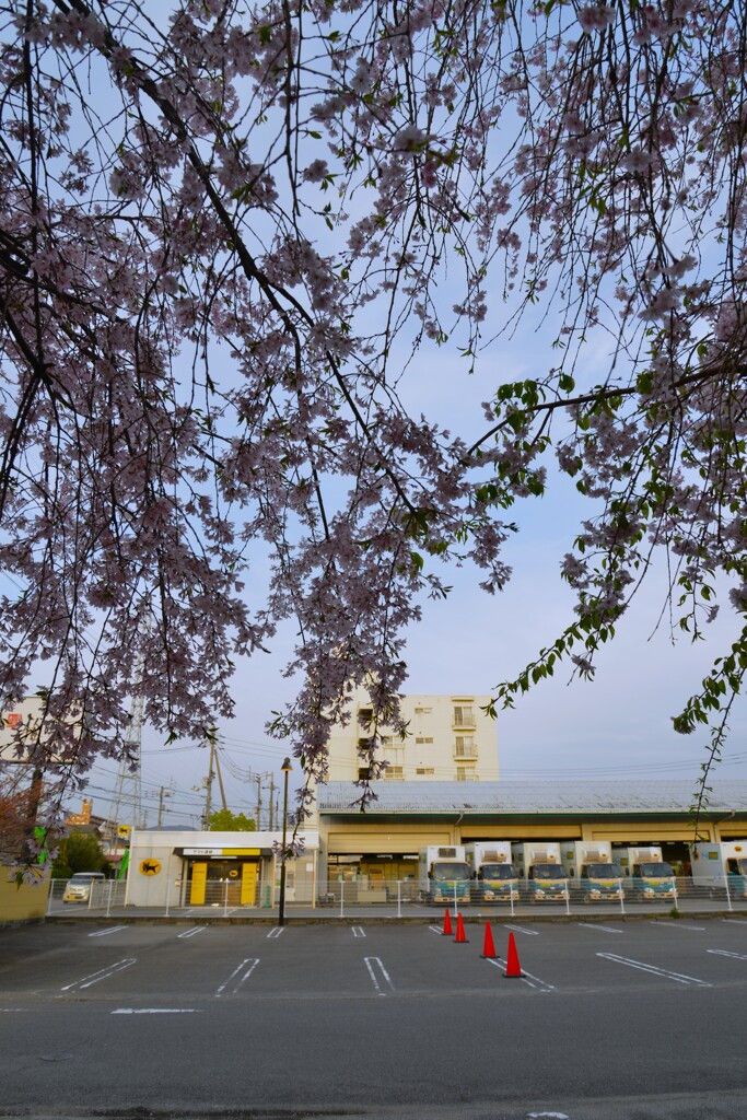 さくら宅急便　①。。。！