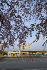 さくら宅急便　①。。。！