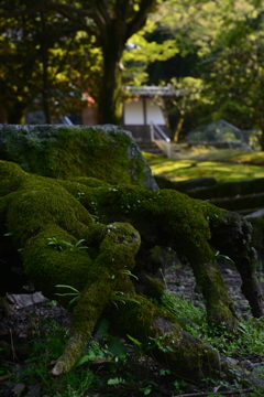 静寂の寺　⑥。。。！