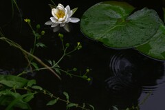 雨に浮かぶ白睡蓮　➂。。。！