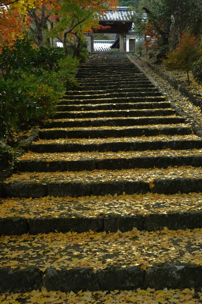 清源寺金色の石段　①。。。！