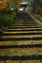 清源寺金色の石段　①。。。！