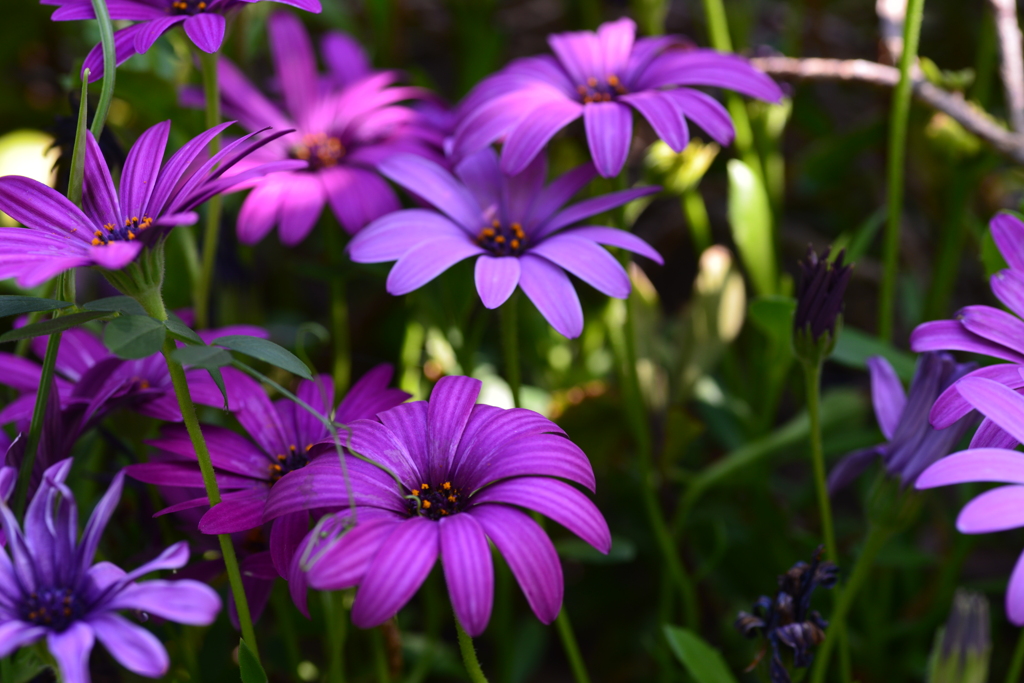 紫小花　➂。。。！