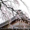甍越しに咲き誇る　③。。。！
