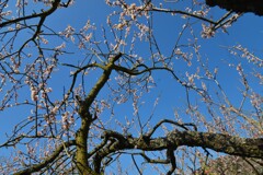 老いてなお盛ん。。。！