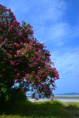 海辺のcafeteria　④。。。！