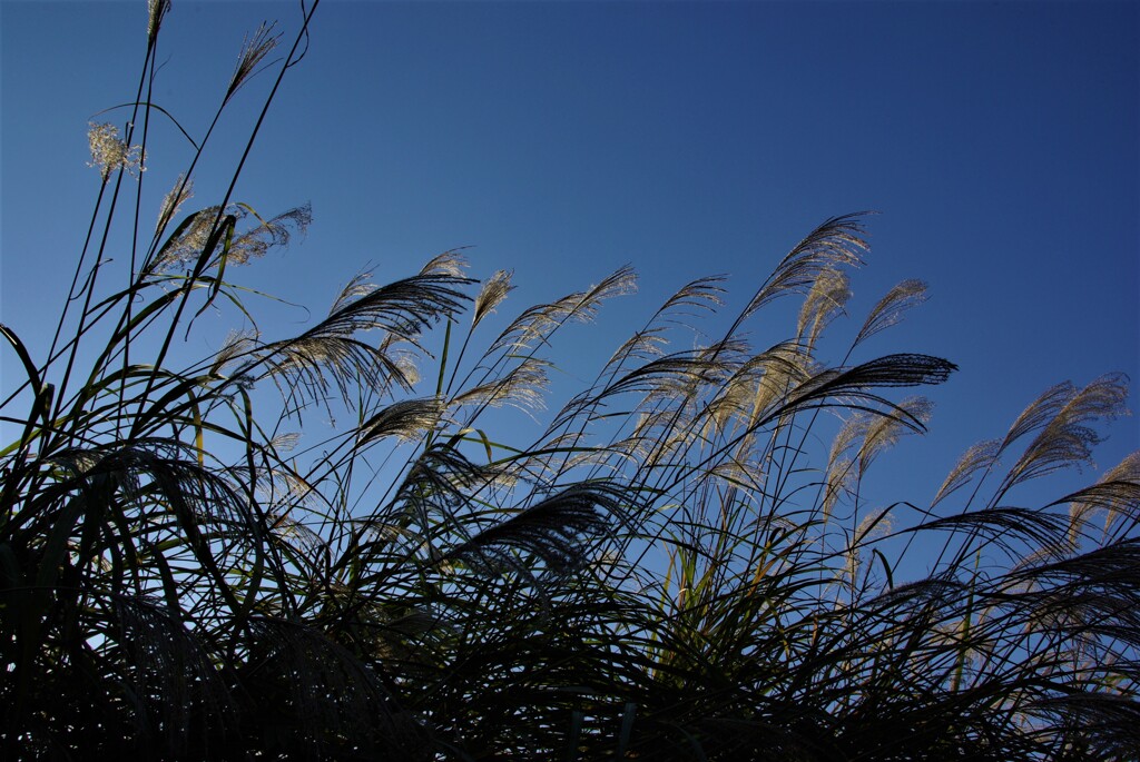 秋風にそよぐ。。。！