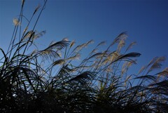 秋風にそよぐ。。。！