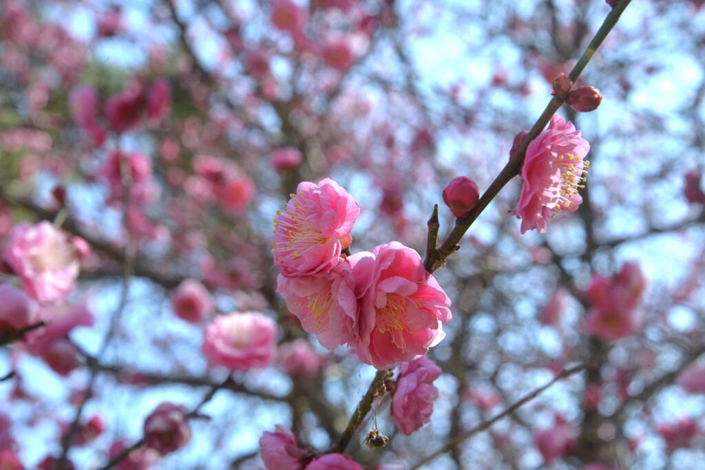 春の綱引神社　①。。。！