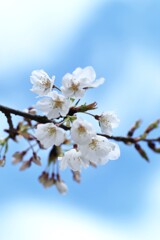 うば桜．．春が来た　⑥。。。！