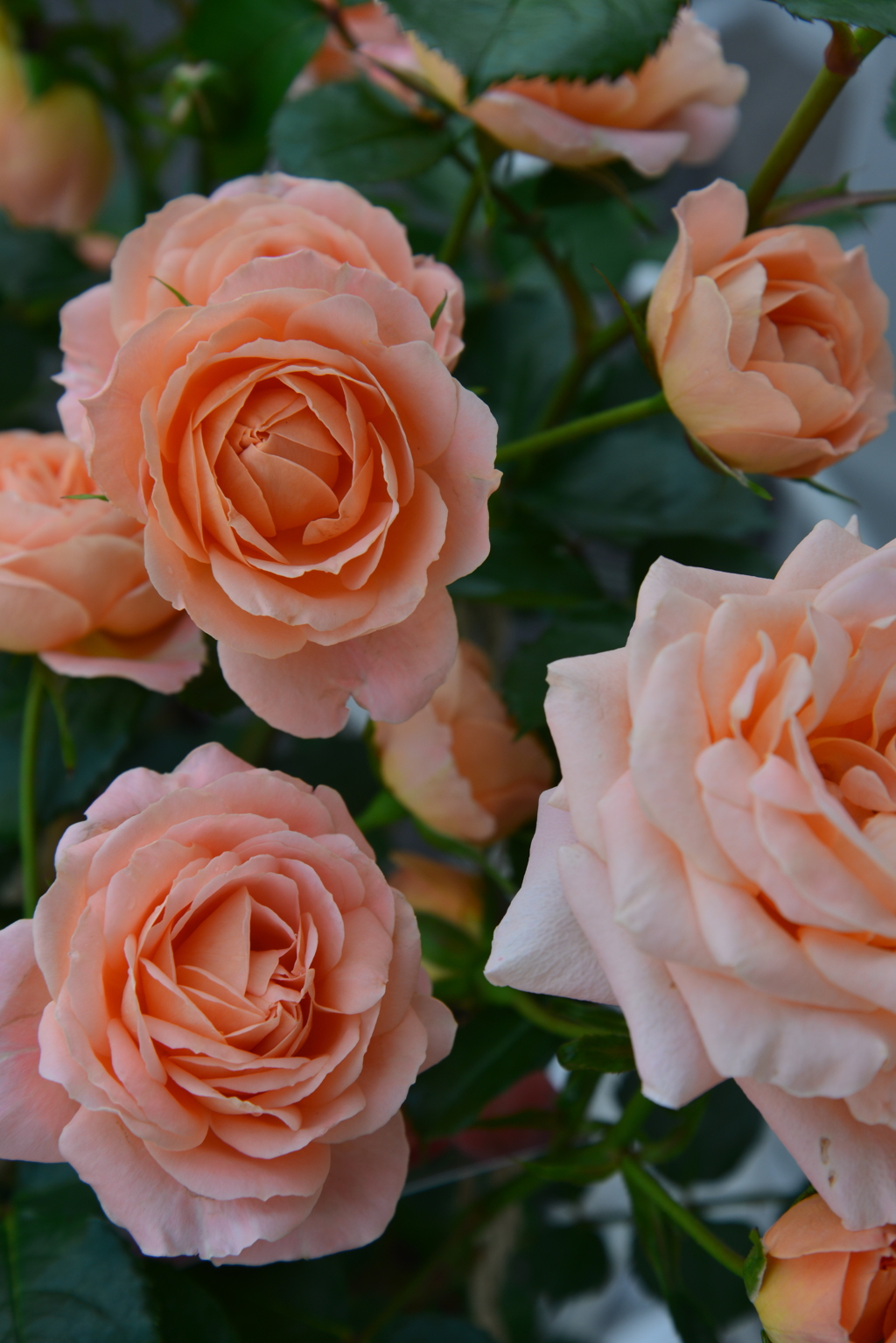 魅惑の花　➂。。。！
