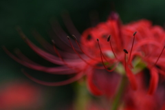 真紅の情念　➂。。。！