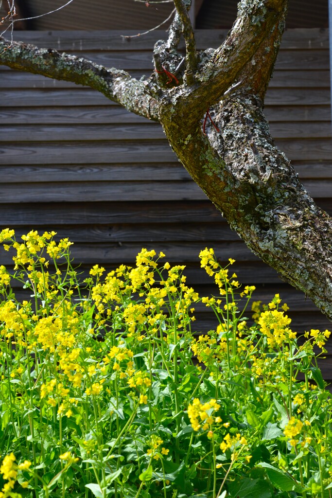 七折梅林．．野花たち　④。。。！