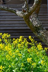 七折梅林．．野花たち　④。。。！