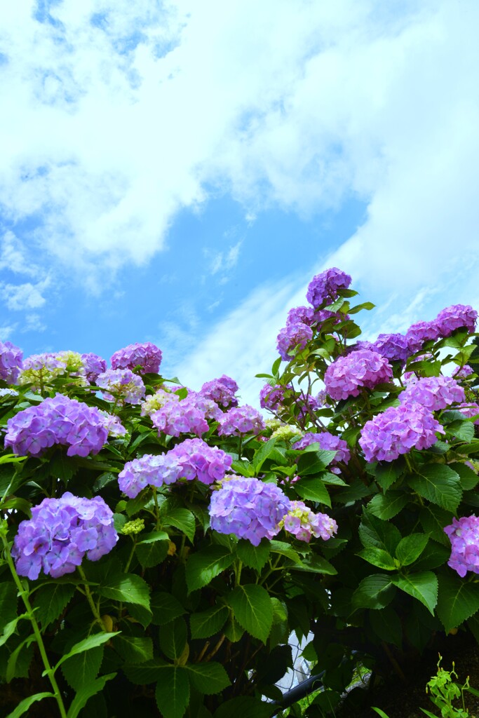 雨上がりと紫陽花　⑤。。。！