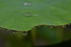 真珠の雨粒　６