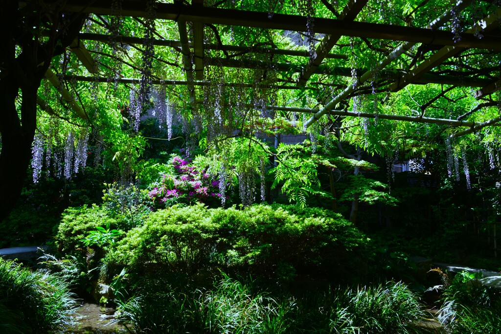 妖艶な紫雲　⑥。。。！