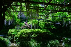 妖艶な紫雲　⑥。。。！