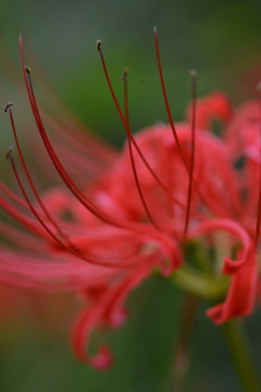 真紅の秋色　➂。。。！