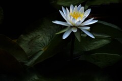 妖艶に咲きほこる。。。！