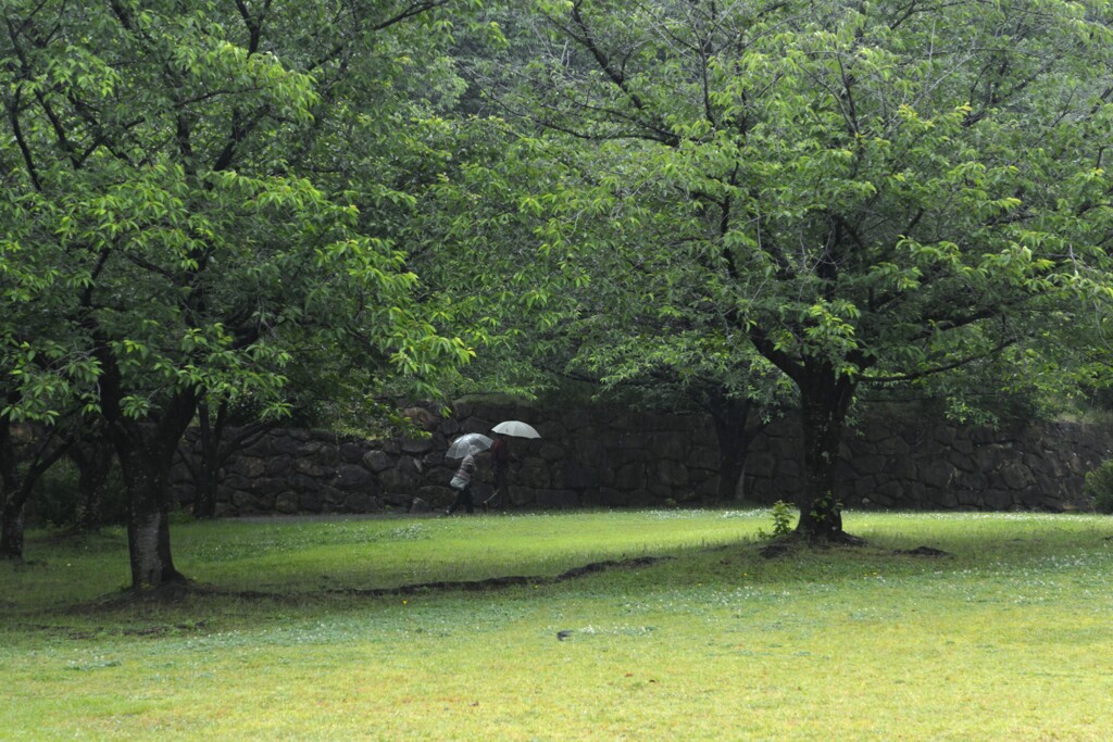 雨の日の情景　④。。。！