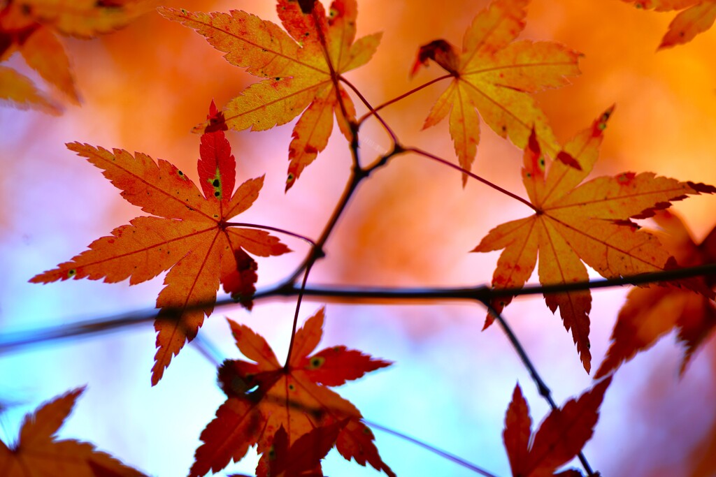 燃え立つ秋　②。。。！