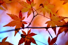 燃え立つ秋　②。。。！