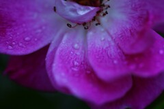 雨に唄えば　➂。。。！
