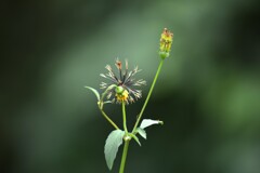 秋に散りそめし　➁。。。！