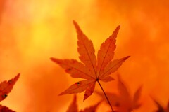 燃え立つ秋　➂。。。！